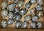 Lot: - Polished Eggs With Orthoceras Fossils - Pieces #134139-1